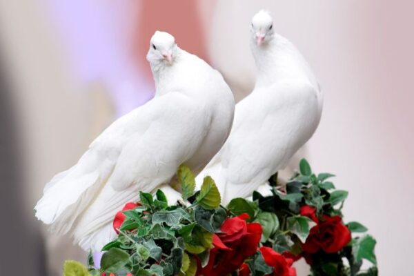 Arti mimpi burung merpati