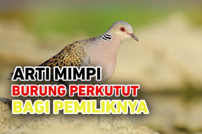 Arti mimpi burung perkutut