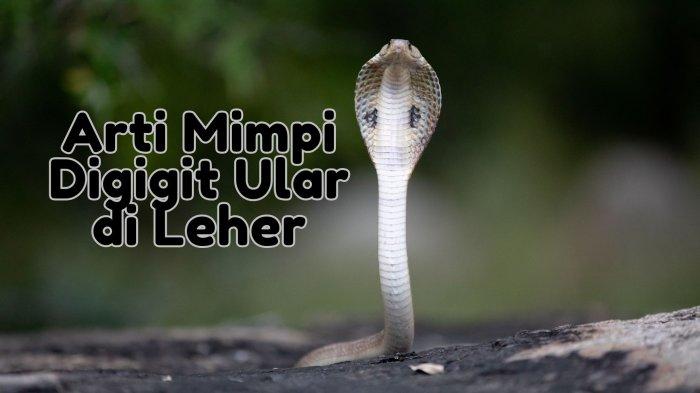 Arti mimpi digigit ular di leher