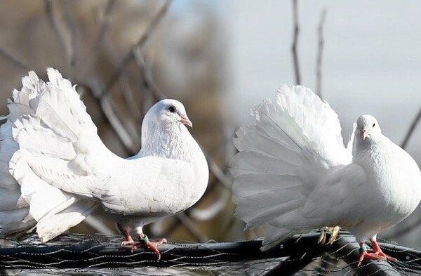 Arti mimpi burung merpati menurut islam