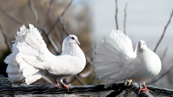 Arti mimpi burung merpati menurut islam