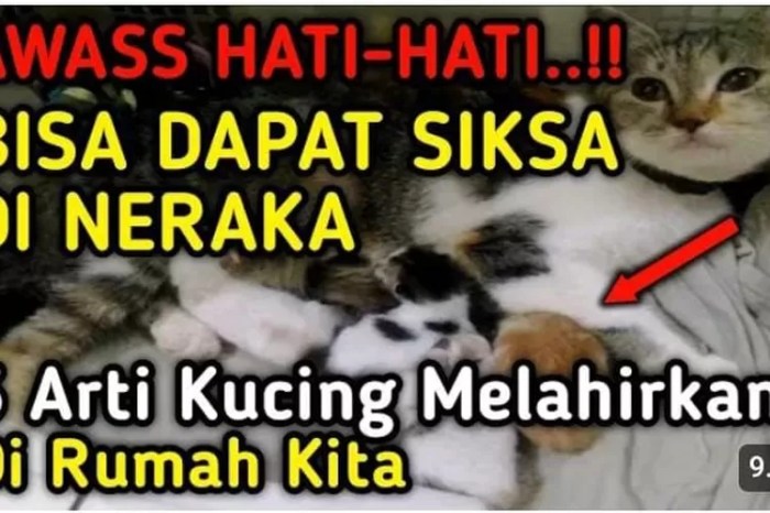 Arti kucing melahirkan hari jumat menurut islam