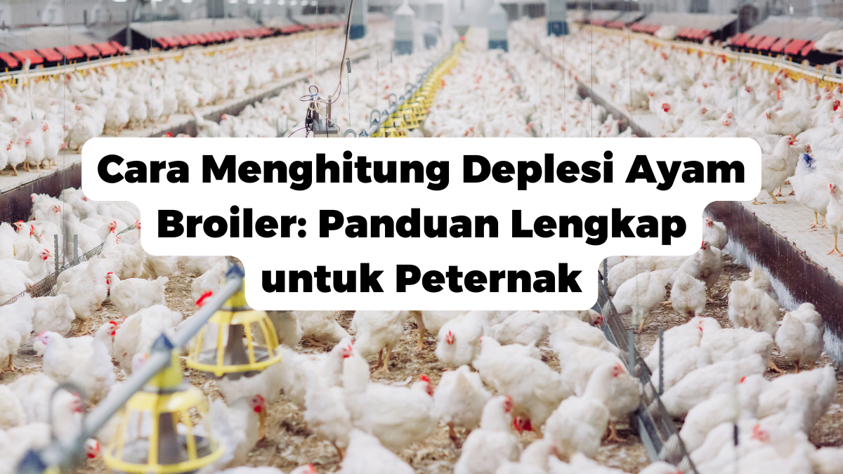 Cara Menghitung Deplesi Ayam Broiler: Panduan Lengkap untuk Peternak