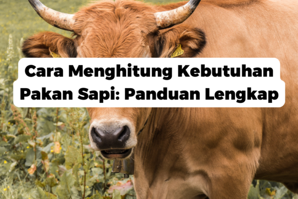 Cara Menghitung Kebutuhan Pakan Sapi: Panduan Lengkap