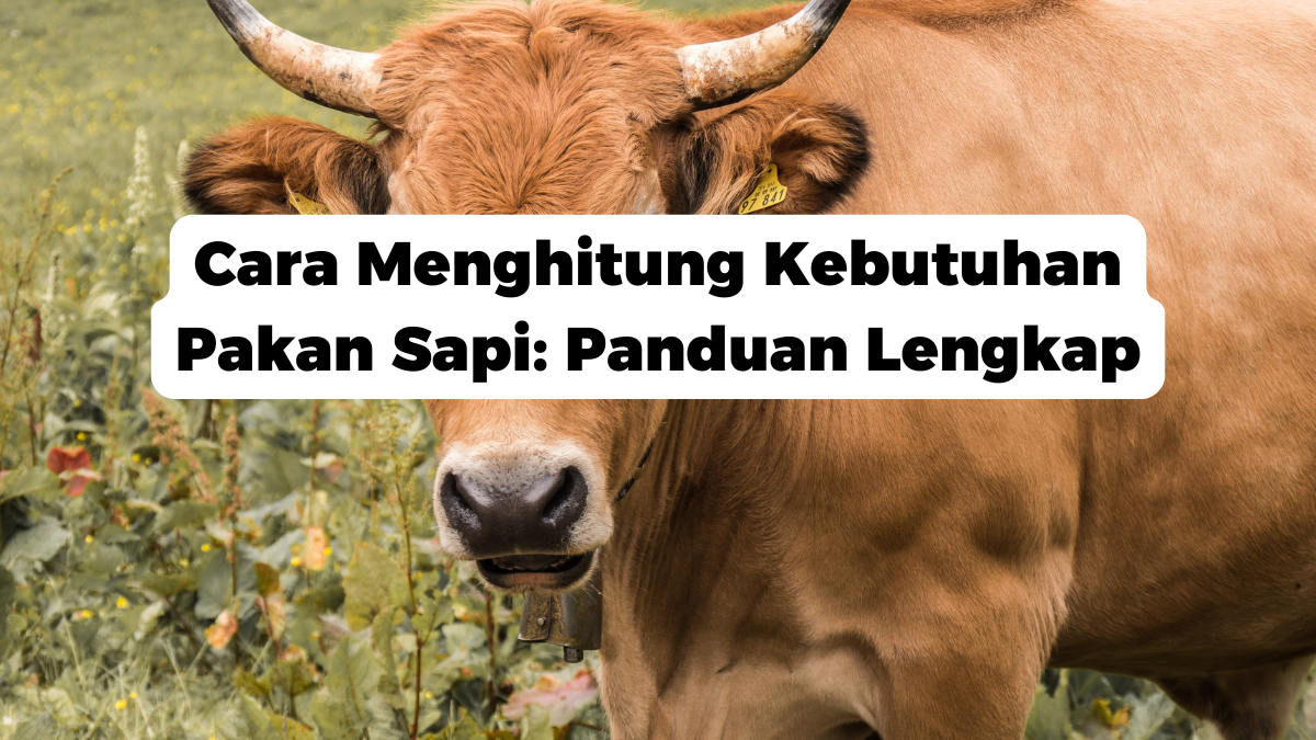 Cara Menghitung Kebutuhan Pakan Sapi: Panduan Lengkap