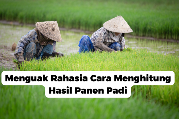 Menguak Rahasia Cara Menghitung Hasil Panen Padi