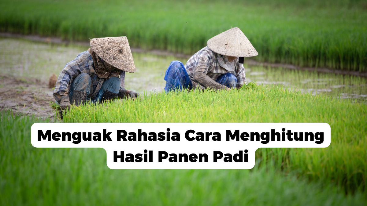 Menguak Rahasia Cara Menghitung Hasil Panen Padi