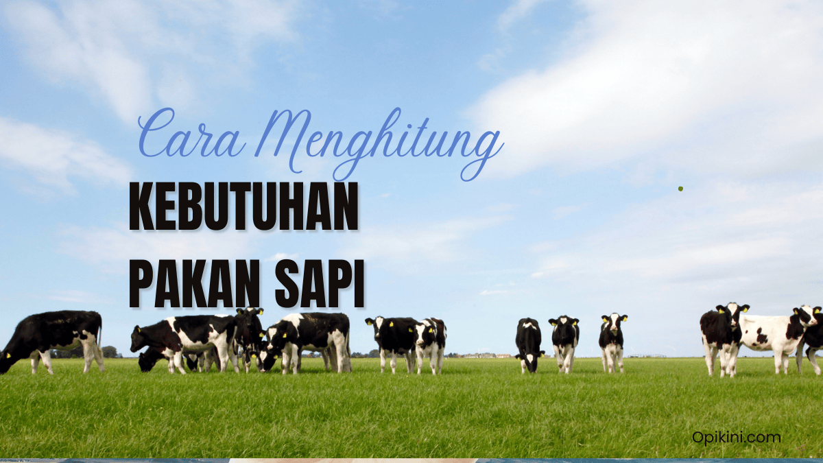 Cara Menghitung Kebutuhan Pakan Sapi