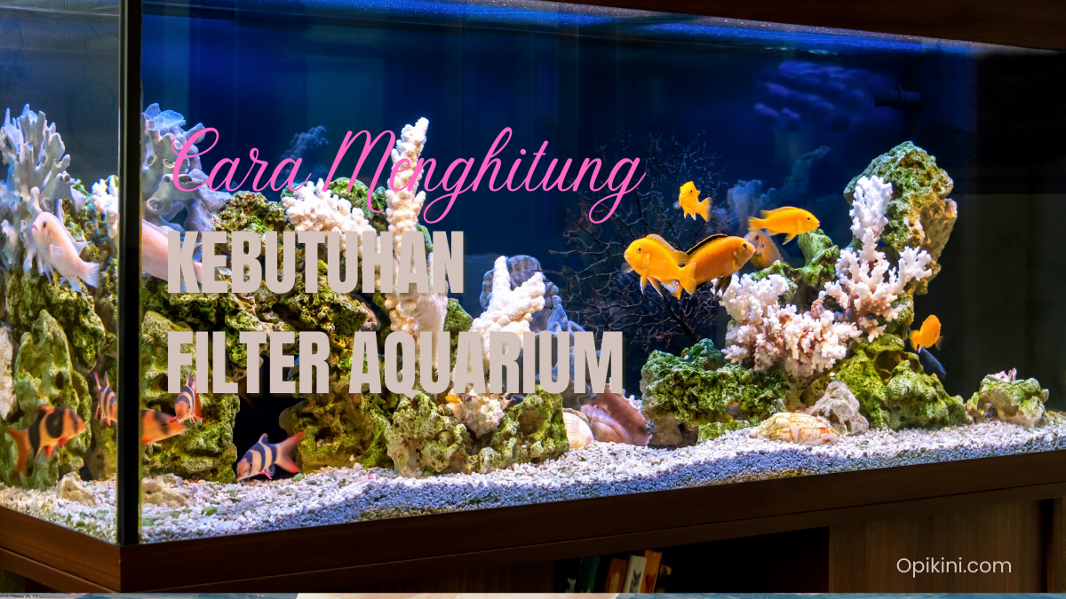 Cara Menghitung Kebutuhan Filter Aquarium